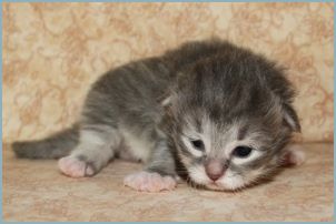 Male Siberian Kitten from Deedlebug Siberians